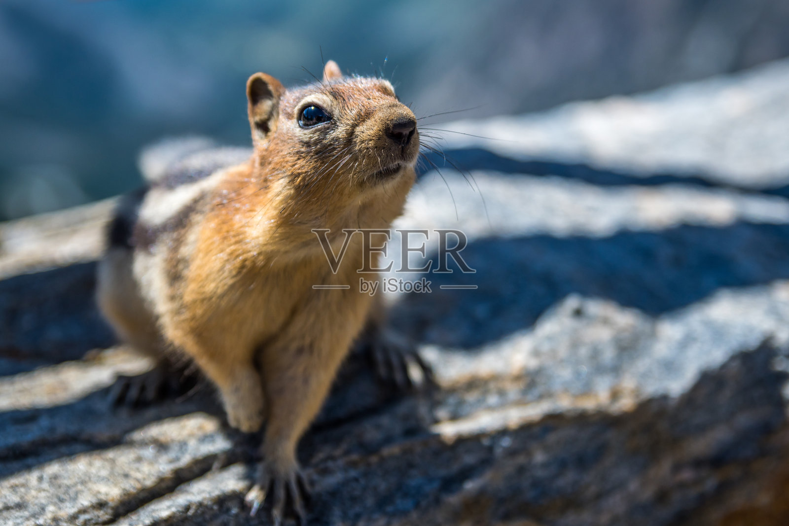 蒙大拿州黄石公园一只最少的花栗鼠照片摄影图片