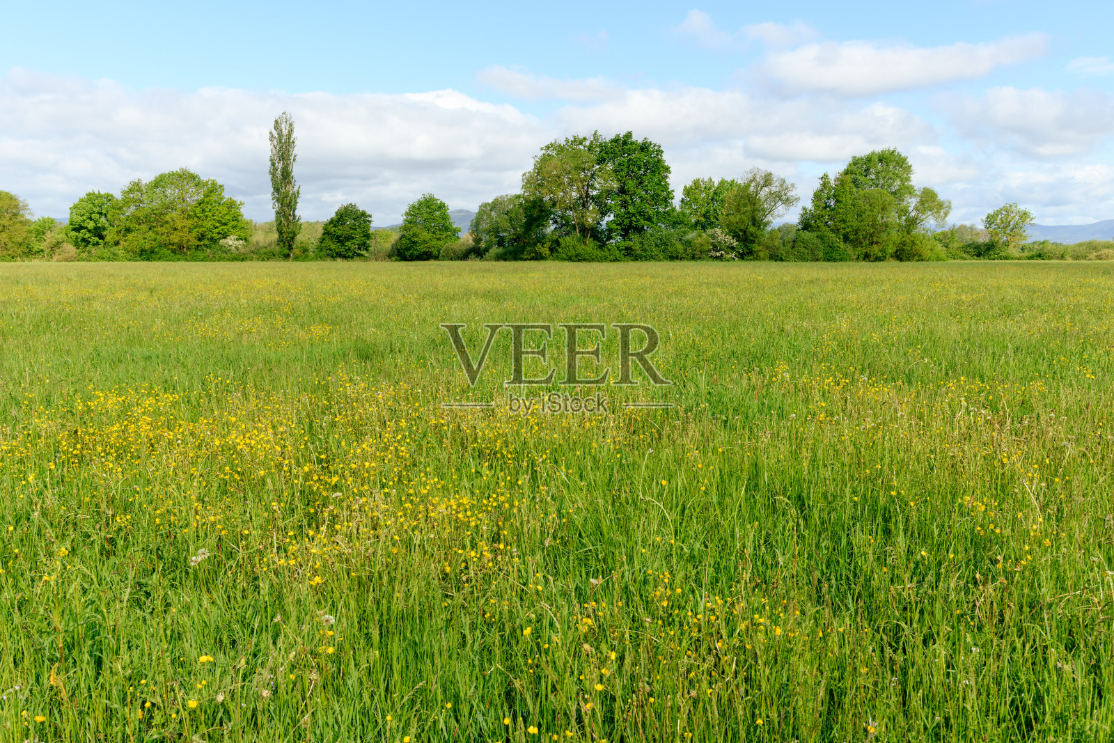 春天，法国乡村的草地上盛开着黄色的毛茛。照片摄影图片