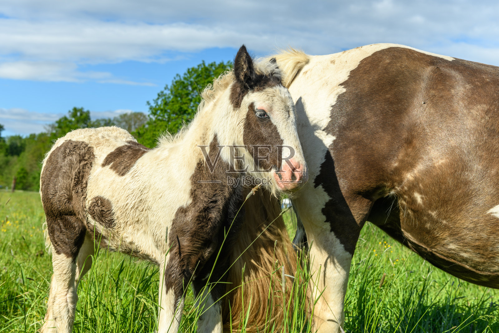 牧场上的小马驹的肖像。照片摄影图片