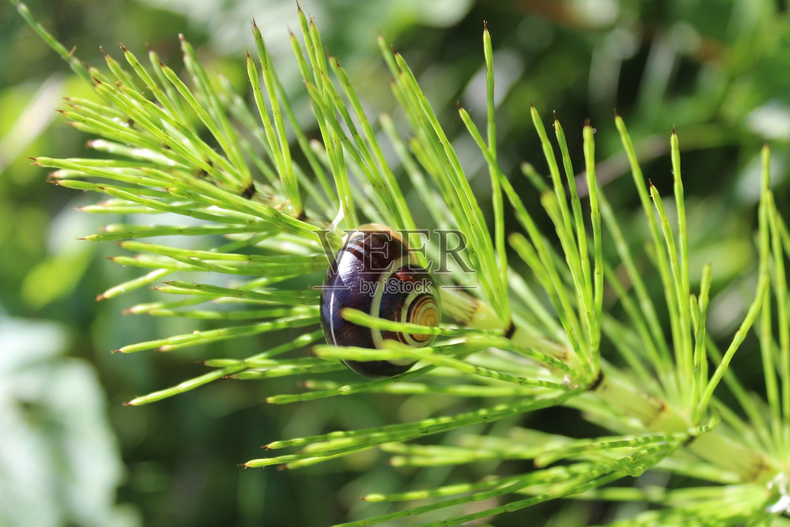 马尾和蜗牛在花园里照片摄影图片