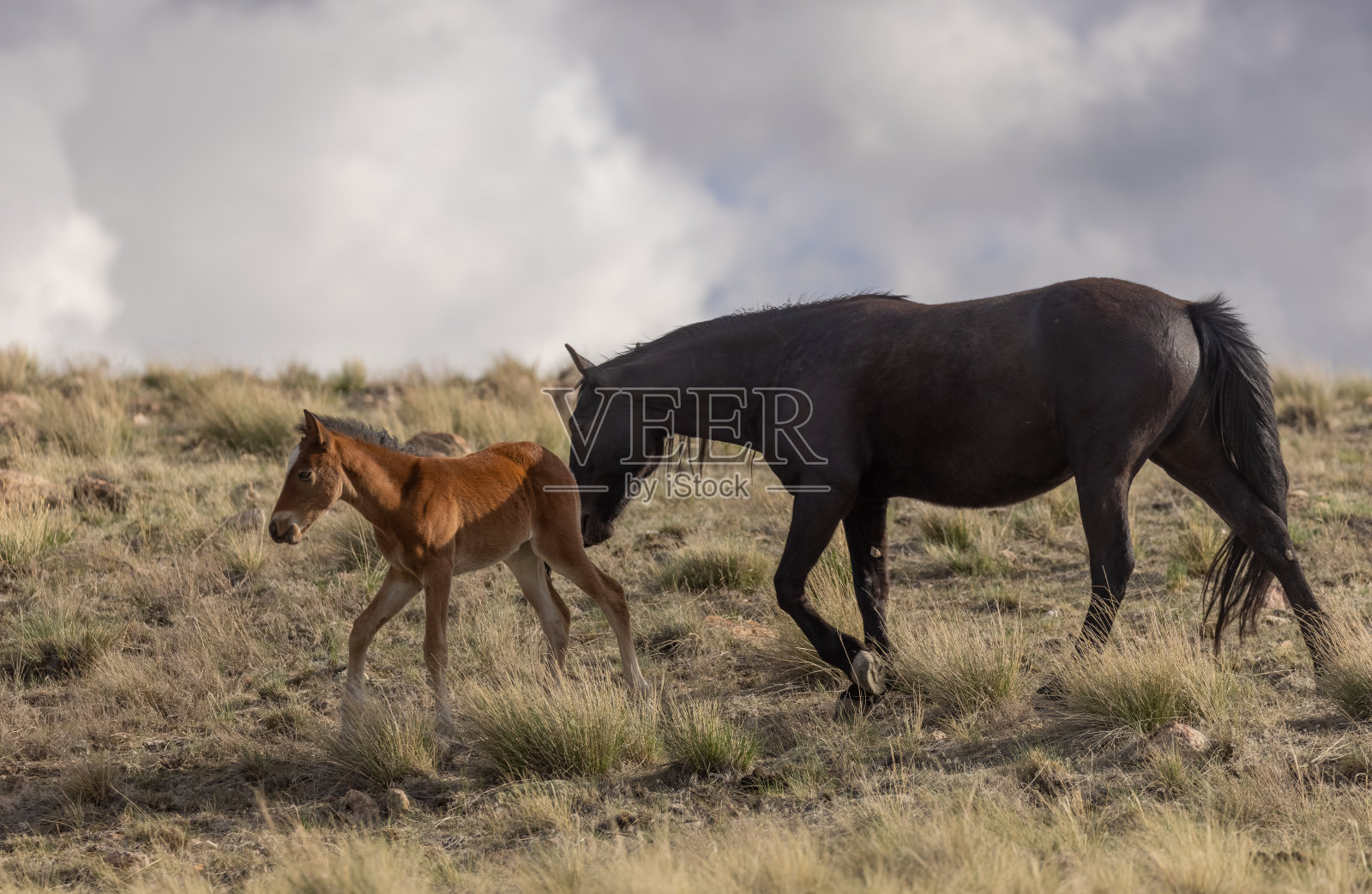 野马、母马和小马驹照片摄影图片