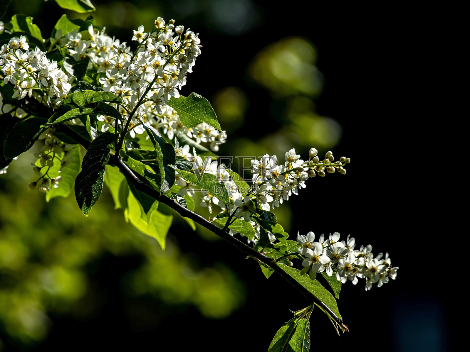 鸟开花樱桃，枝头被阳光照耀照片摄影图片