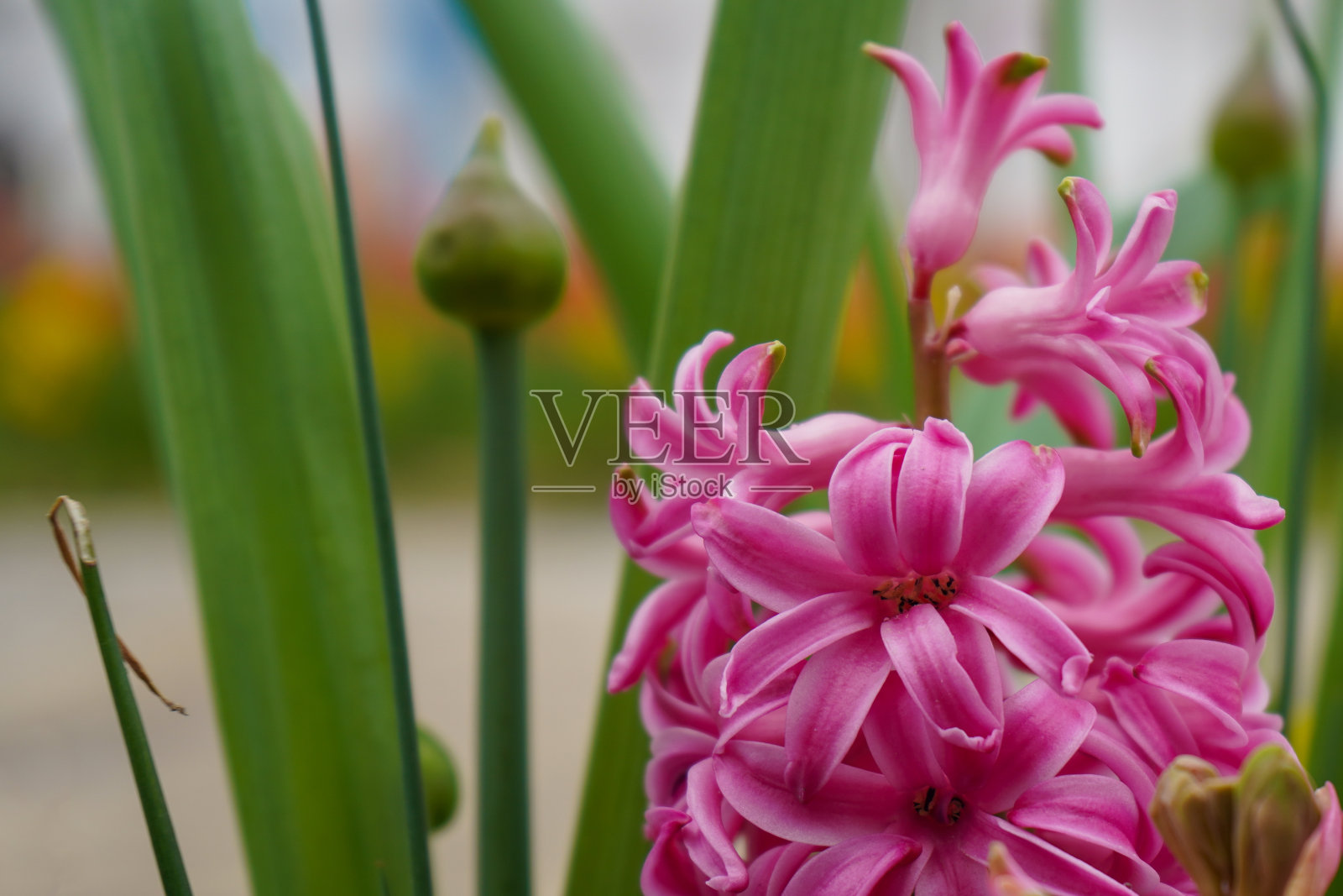 一朵粉红色的普通风信子花照片摄影图片
