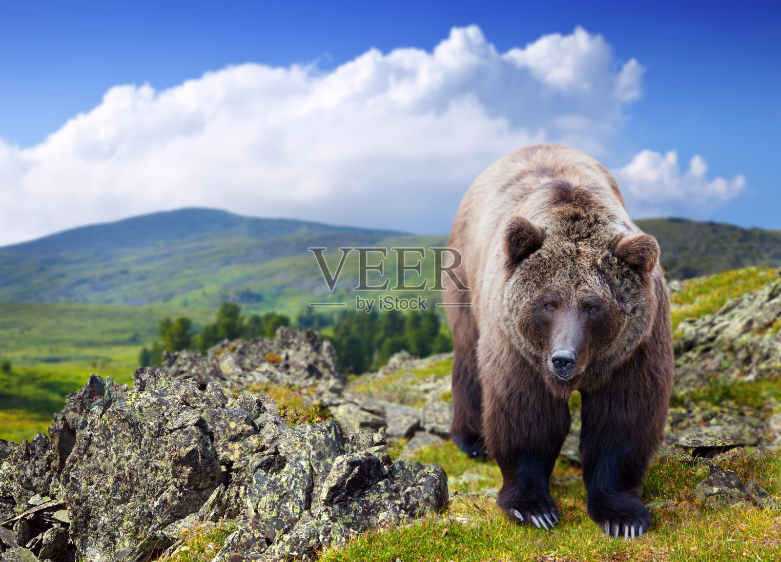野生的棕熊照片摄影图片