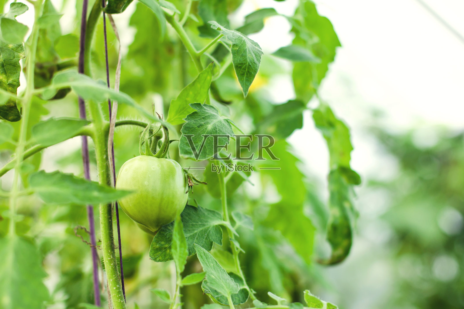 温室里的绿番茄照片摄影图片