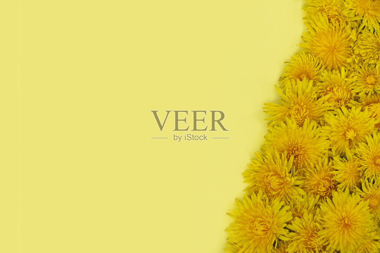 斜向右边，黄色的蒲公英躺在黄色的背景上。春天还是夏天的心情。文本。照片摄影图片