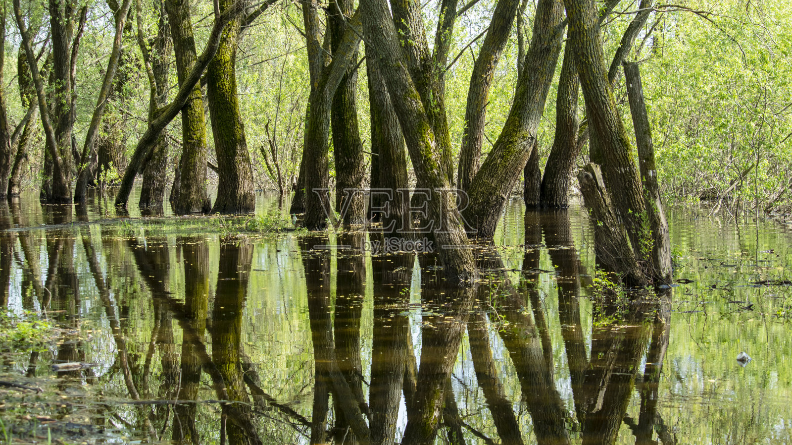大树干倒映在水中照片摄影图片