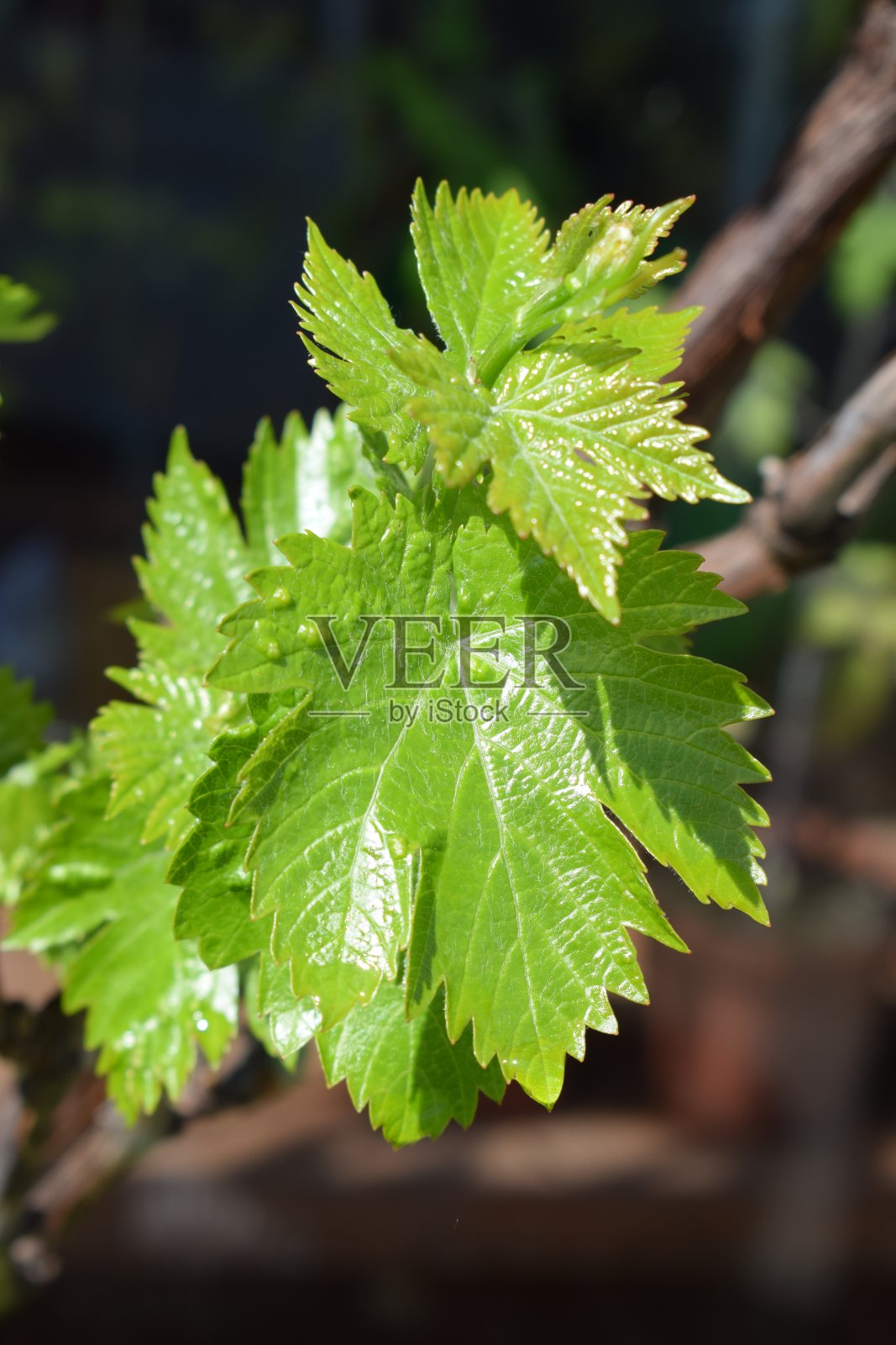 年轻的葡萄叶照片摄影图片