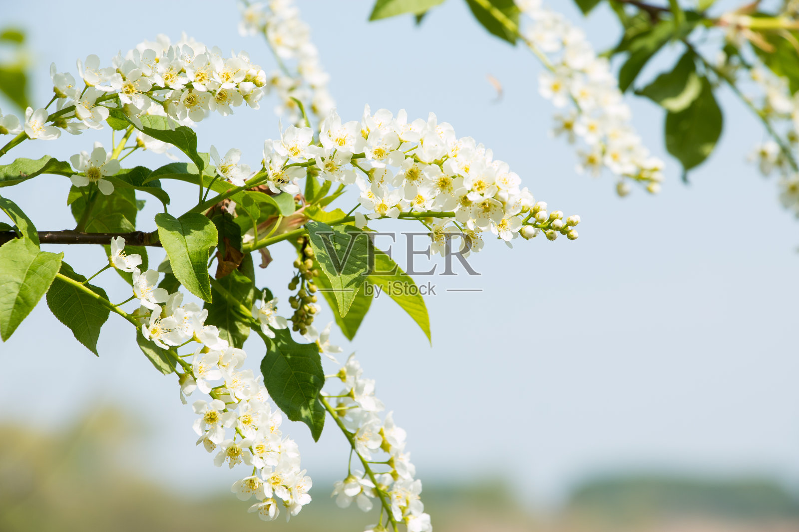 户外一个阳光明媚的日子里，盛开的鸟樱桃枝。美丽盛开的花园。照片摄影图片