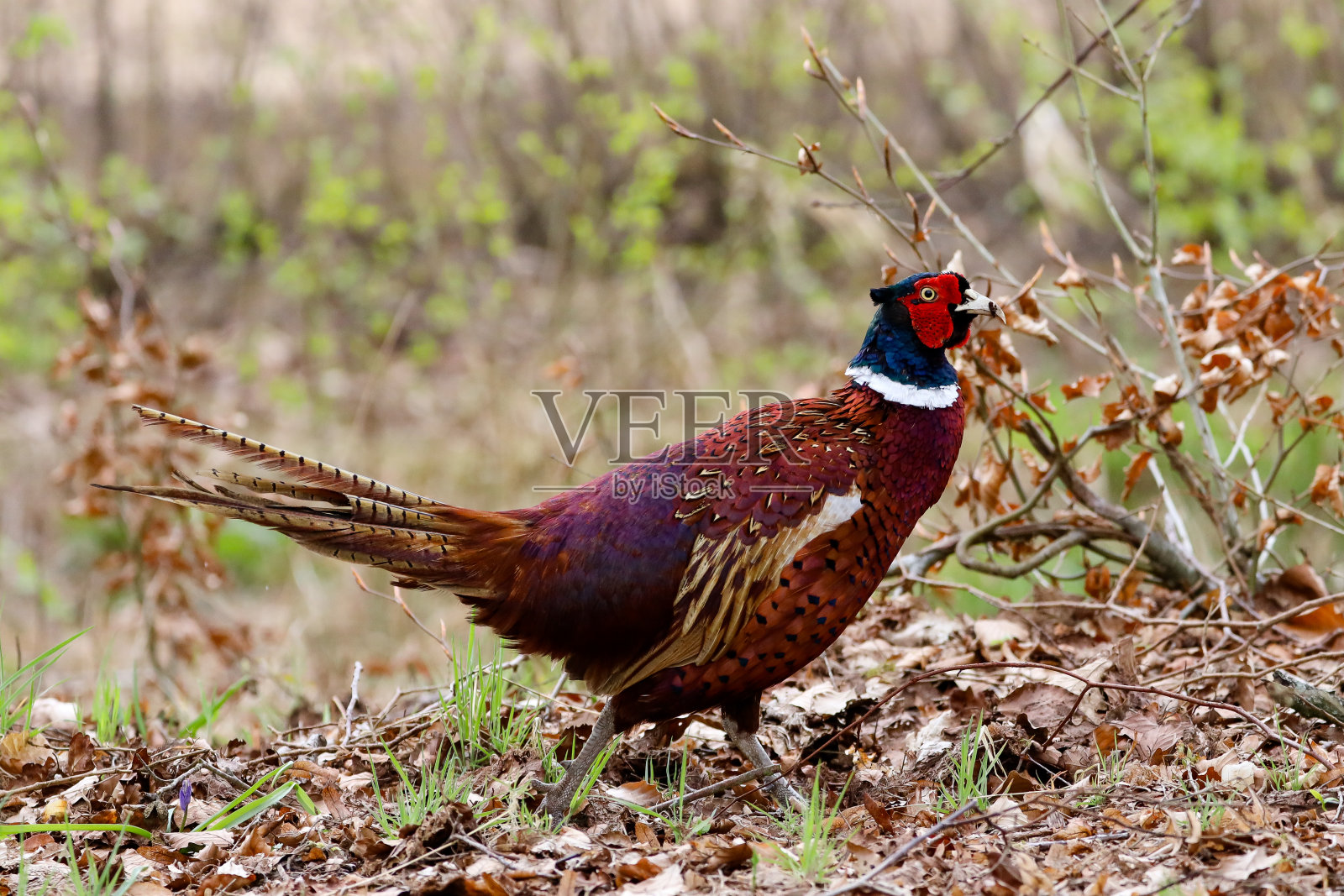 树林里的野鸡照片摄影图片