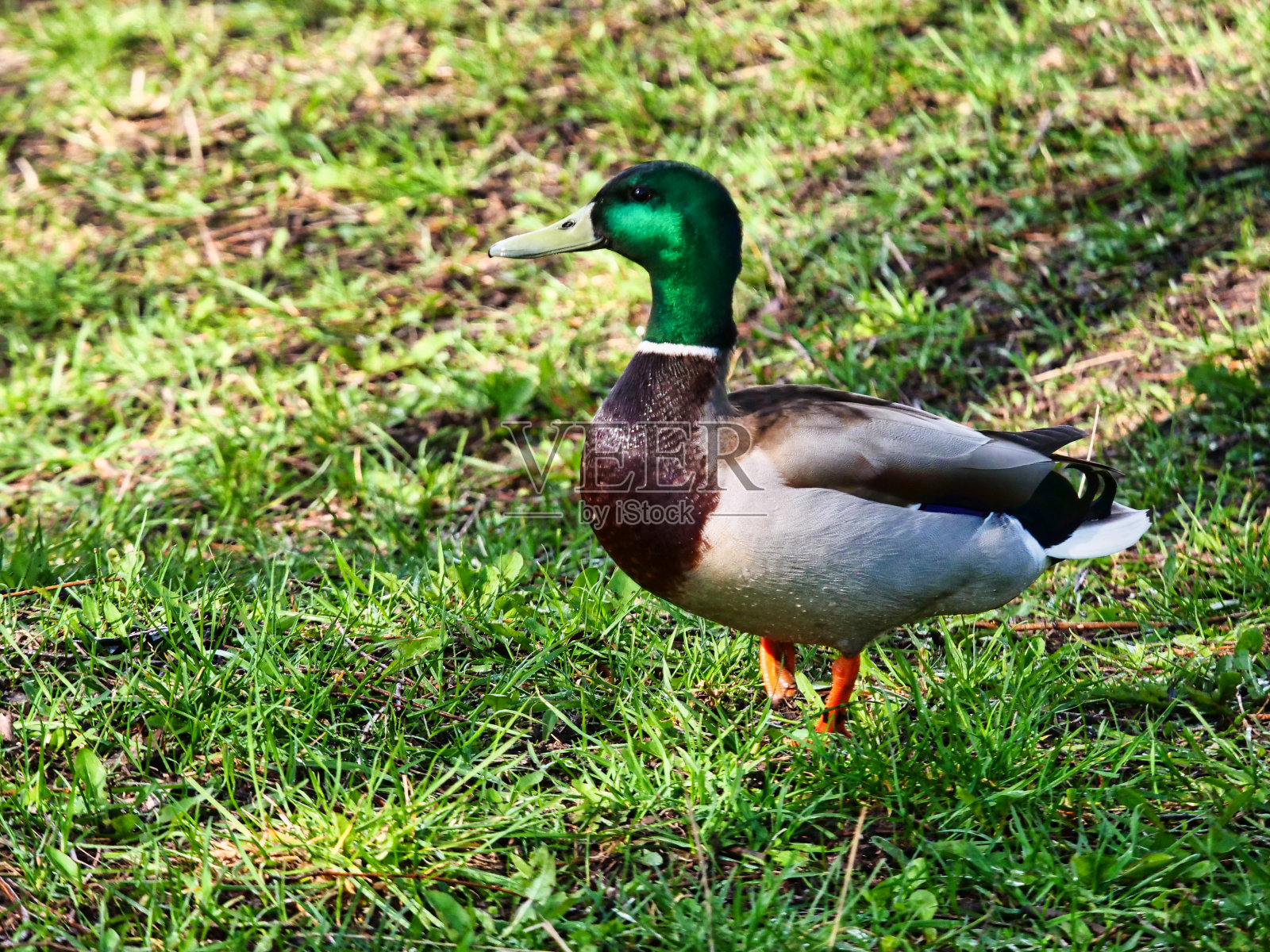一只美丽的野生公鸭站在草地上照片摄影图片
