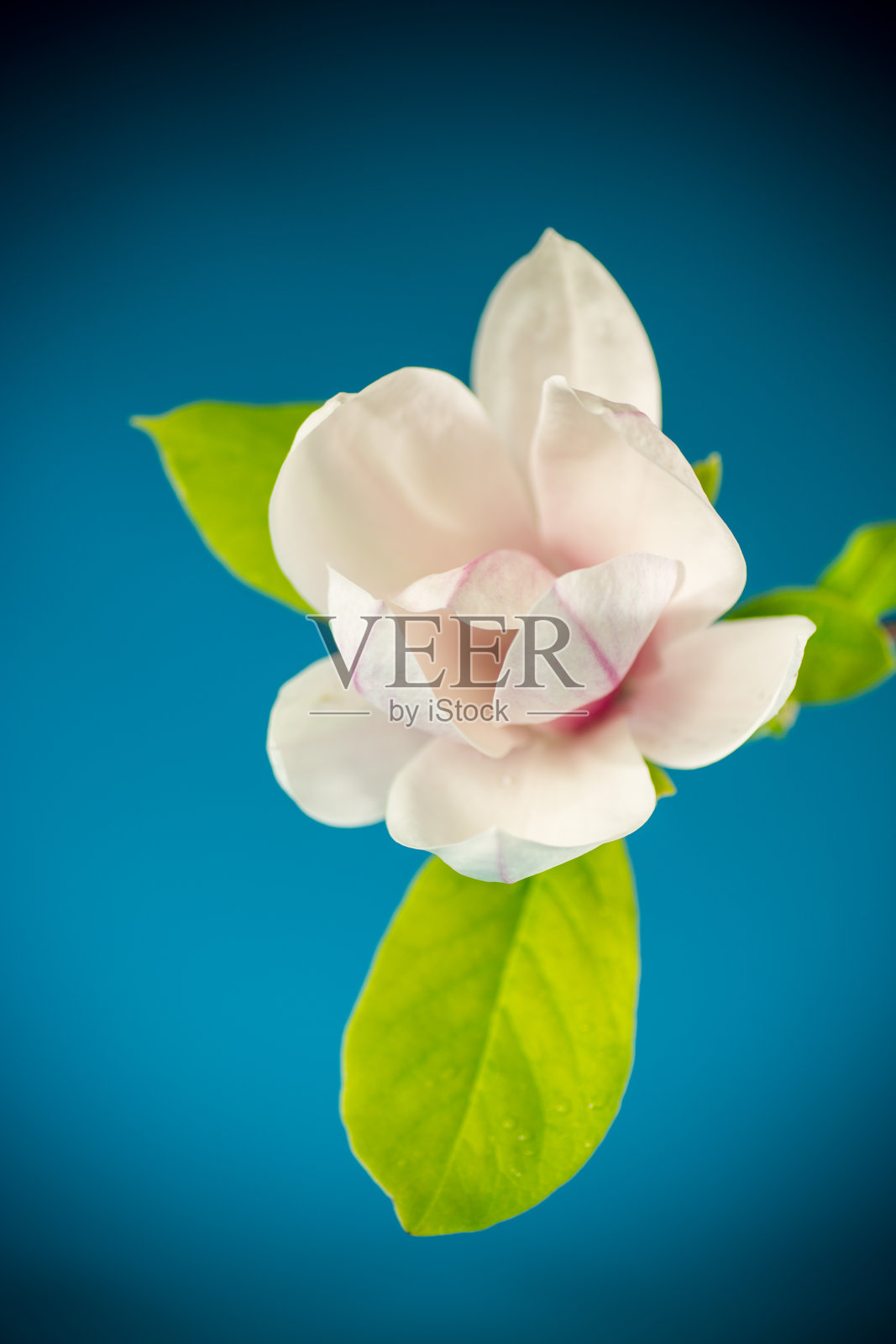 盛开的木兰枝上的一朵粉红色的花靠近了照片摄影图片