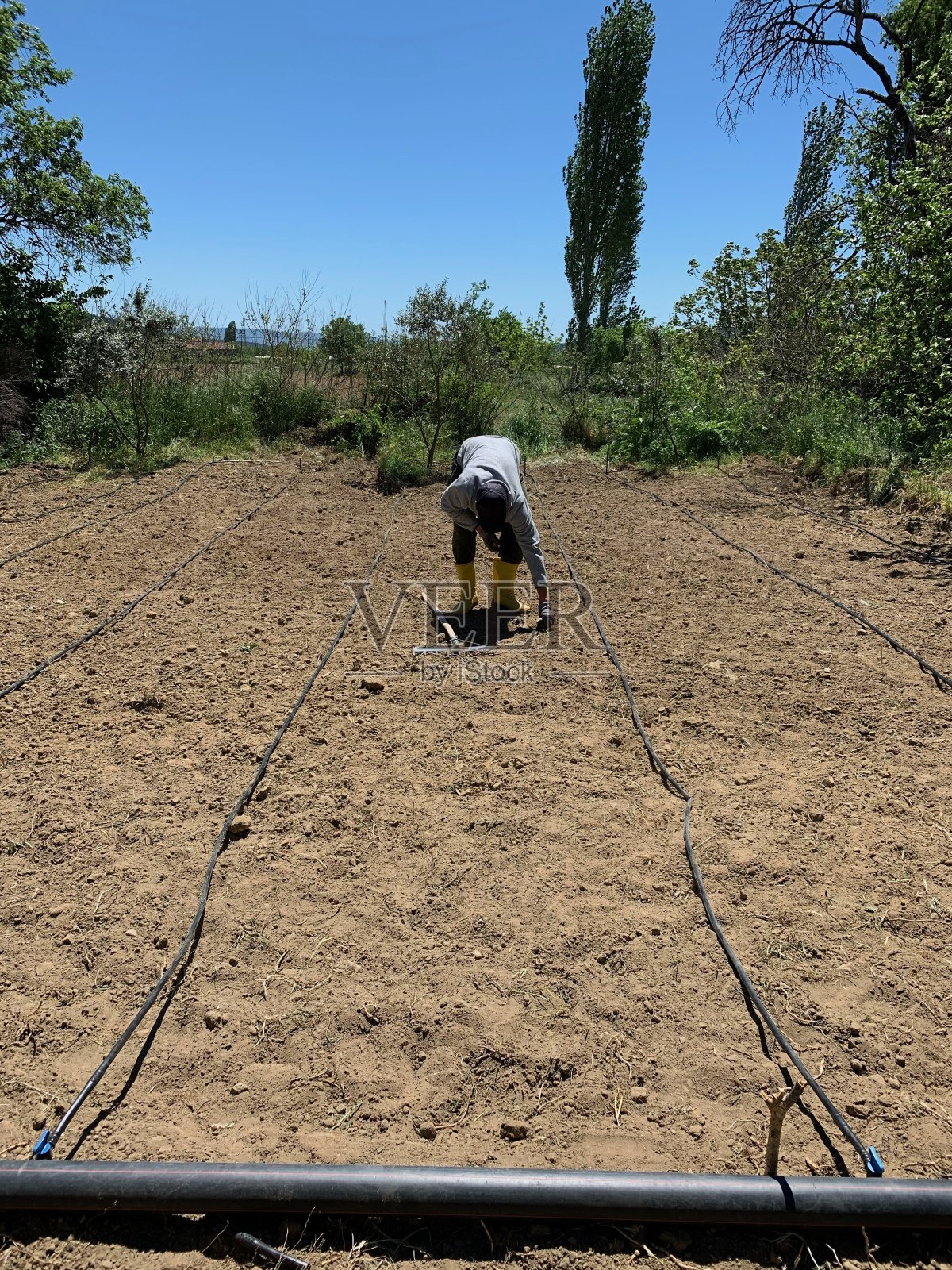 园艺照片摄影图片