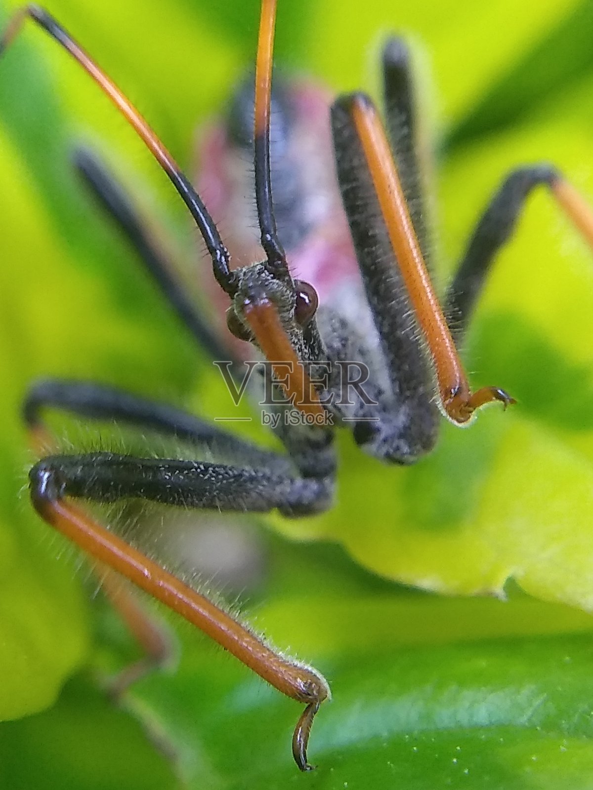 世界昆虫照片摄影图片