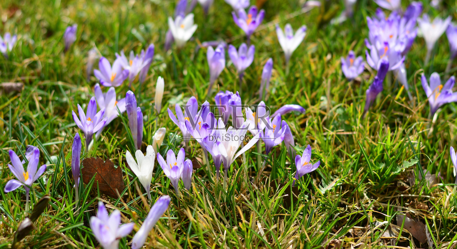 紫色的颜色照亮了草坪照片摄影图片