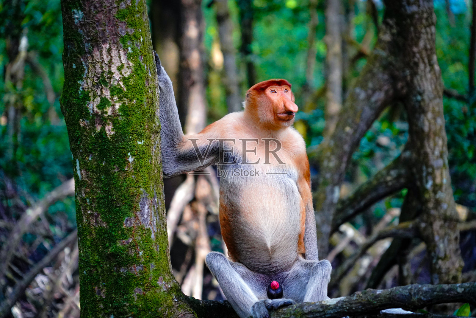 长鼻猴照片摄影图片