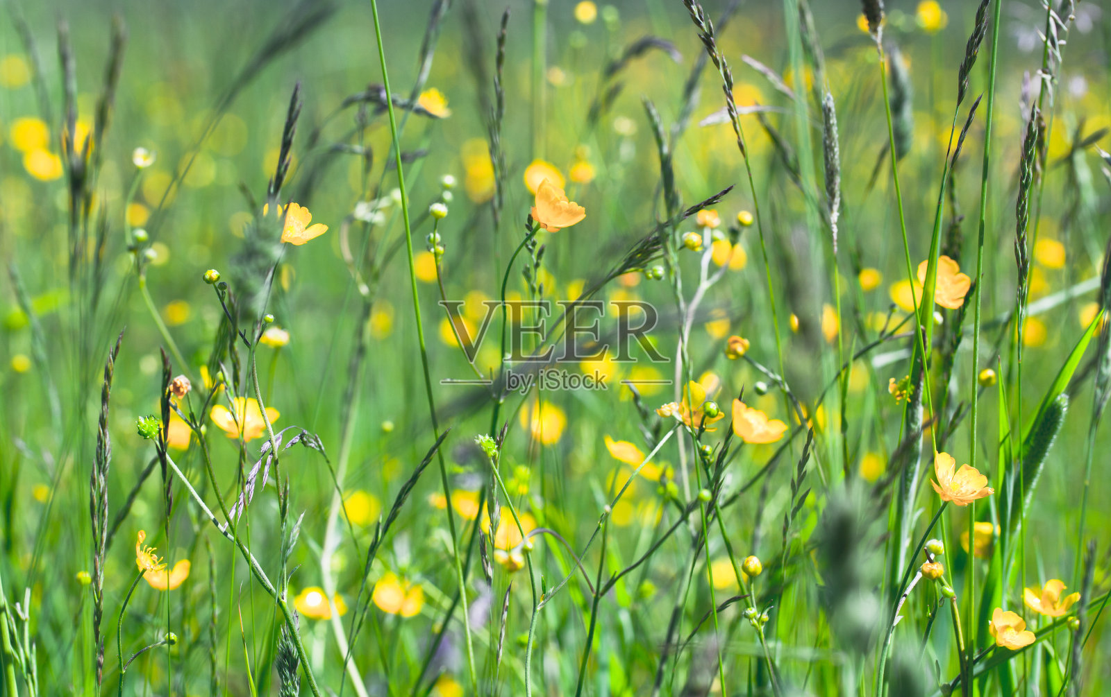 野黄花长在草地上照片摄影图片