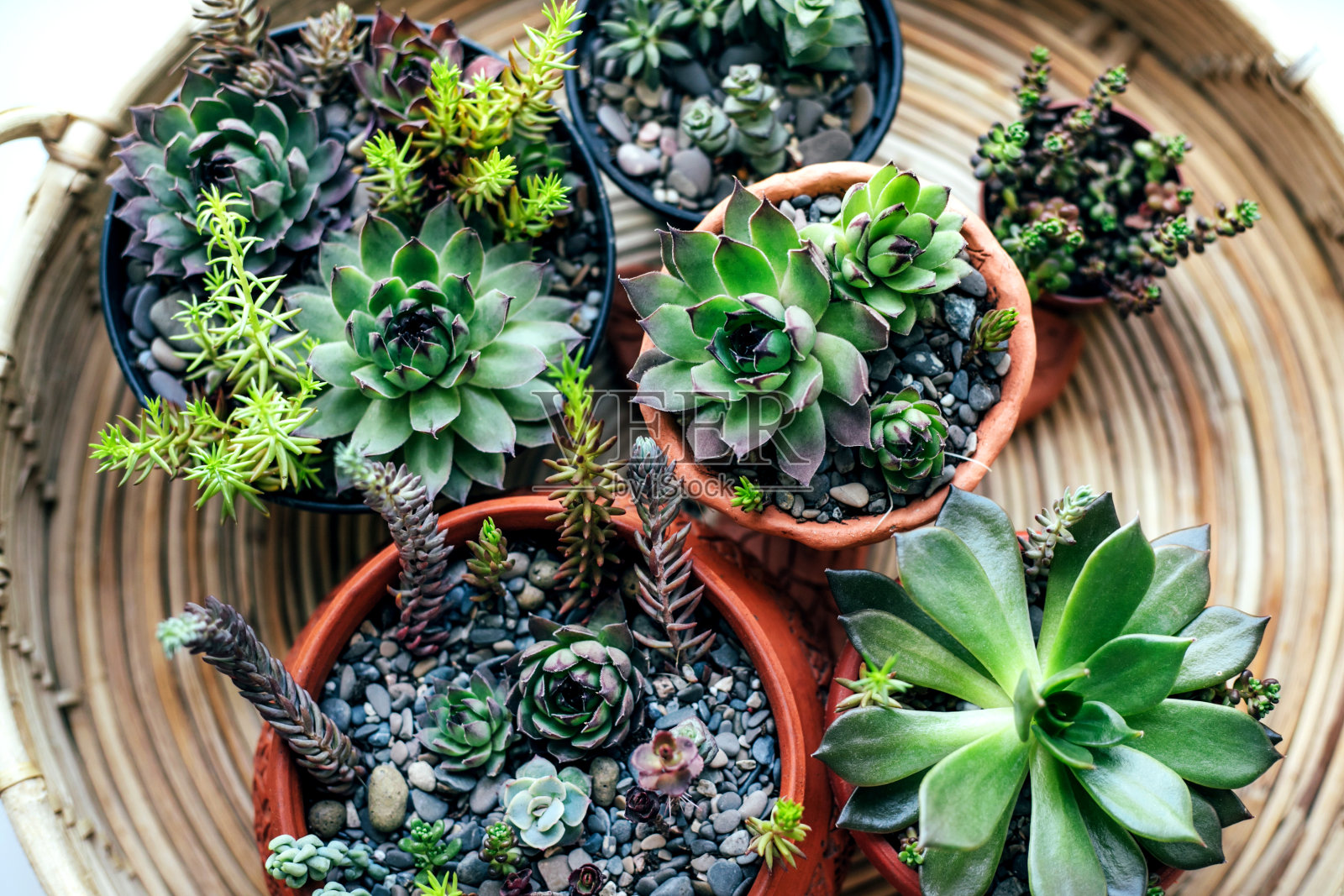 厨房的窗台上有盆栽。前视图。照片摄影图片