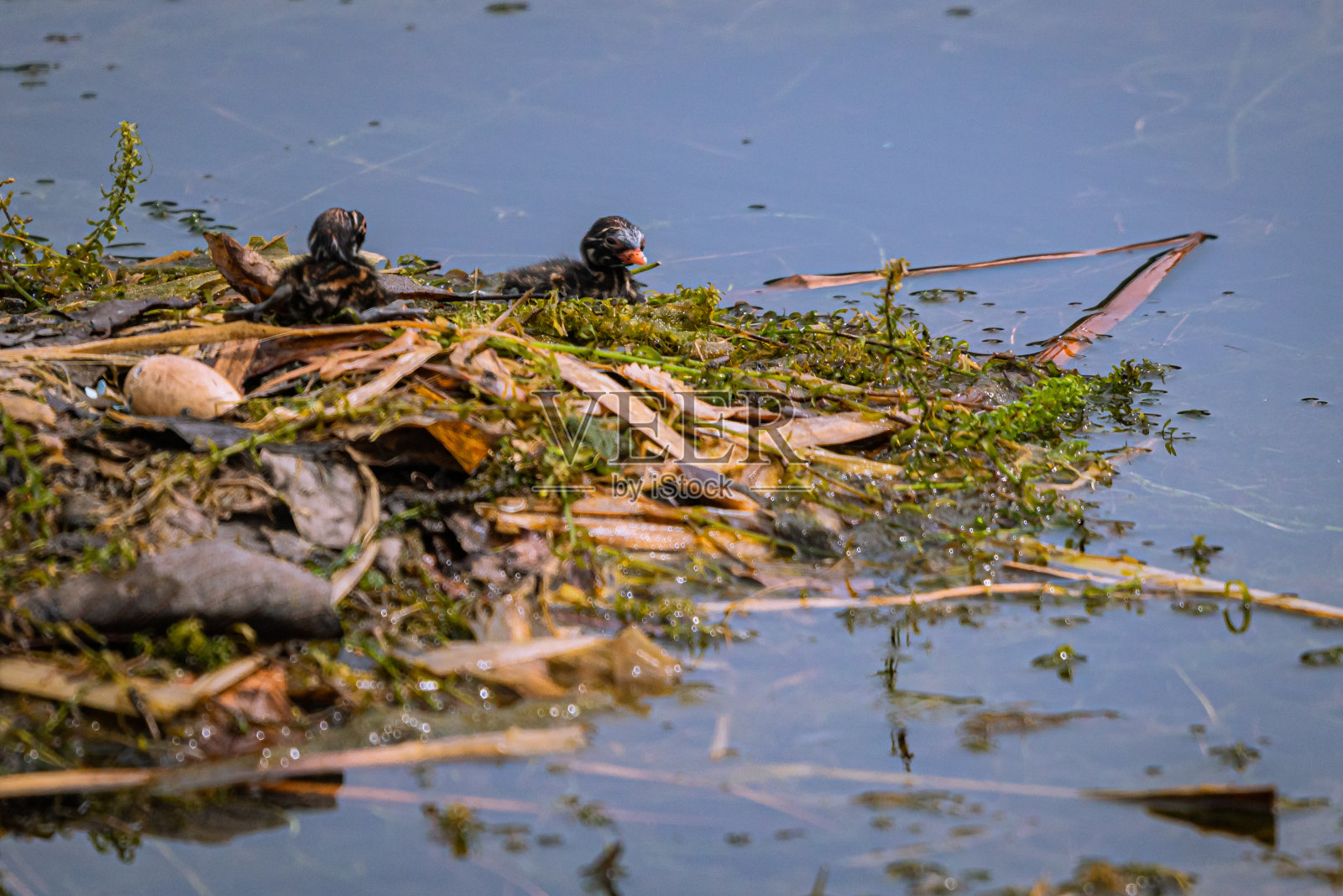 池塘边的野鸭照片摄影图片