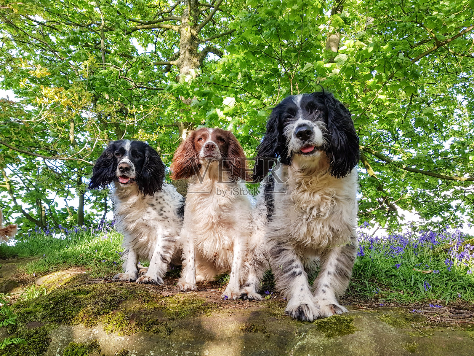 在风信子里散步照片摄影图片