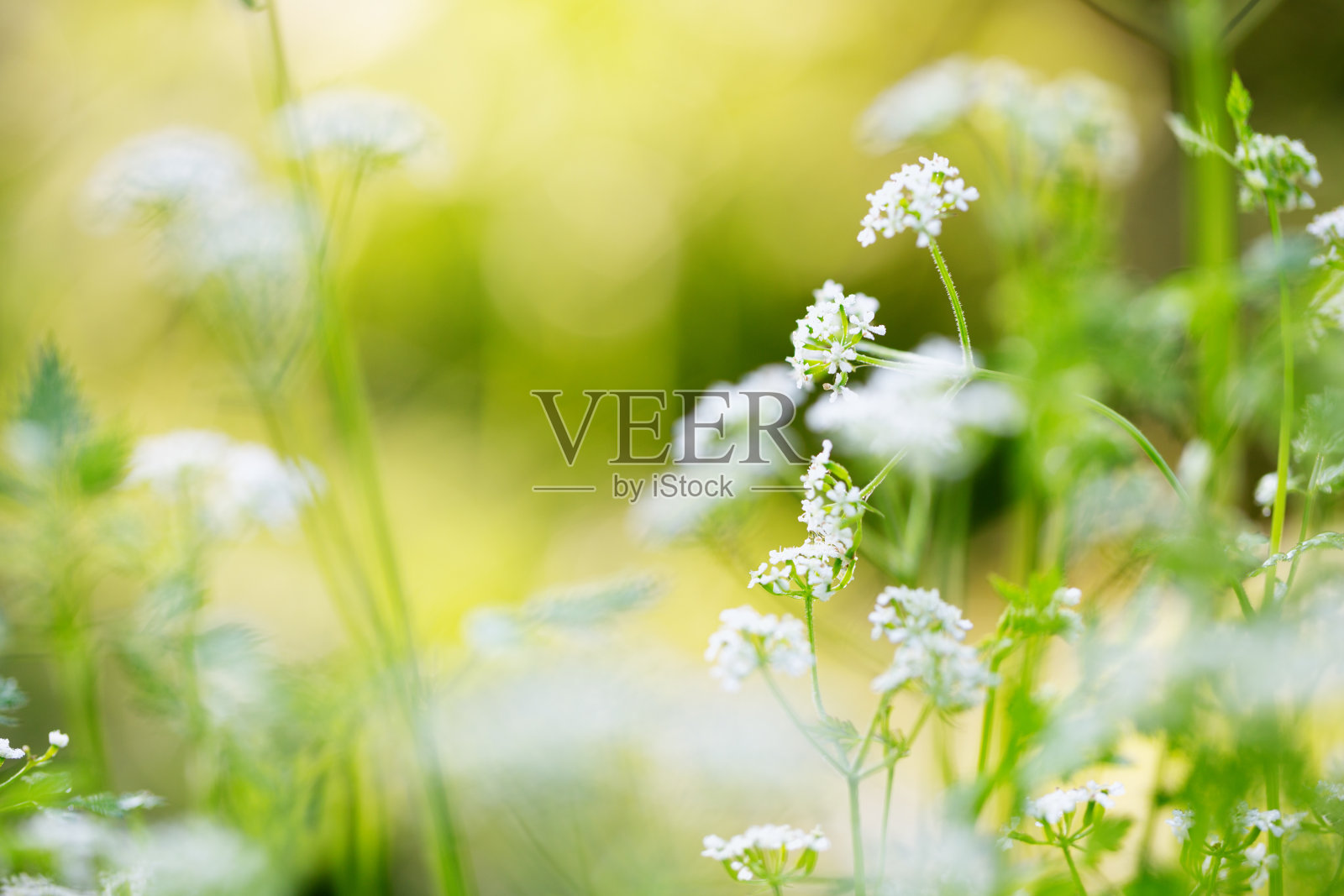 山萝卜在花与水珠接近照片摄影图片