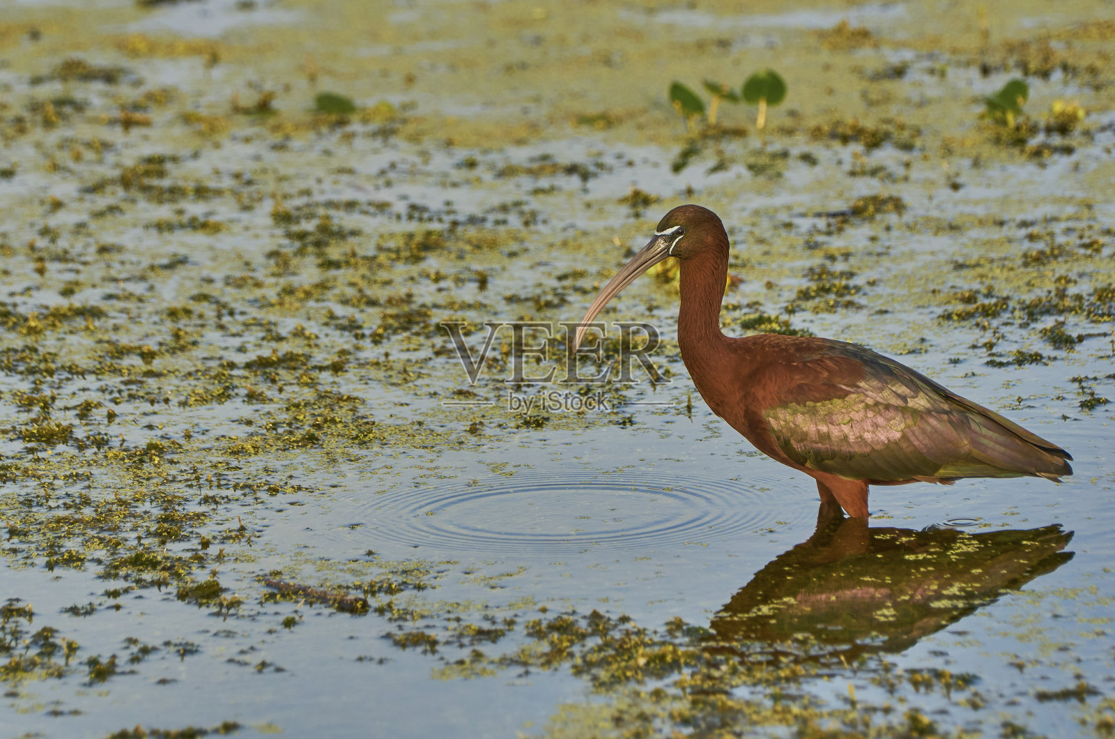 这只色彩鲜艳的朱鹮在佛罗里达州中部的奥兰多湿地公园照片摄影图片