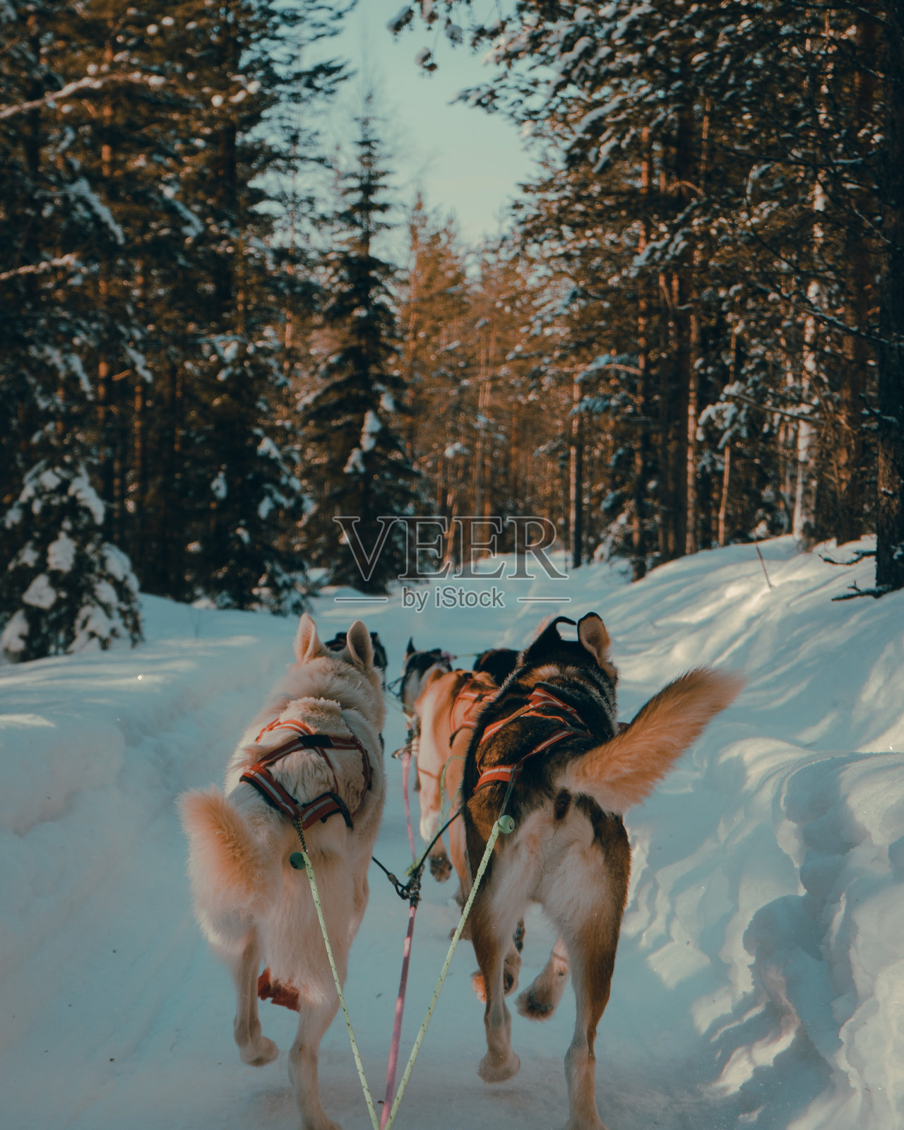 北极狗照片摄影图片