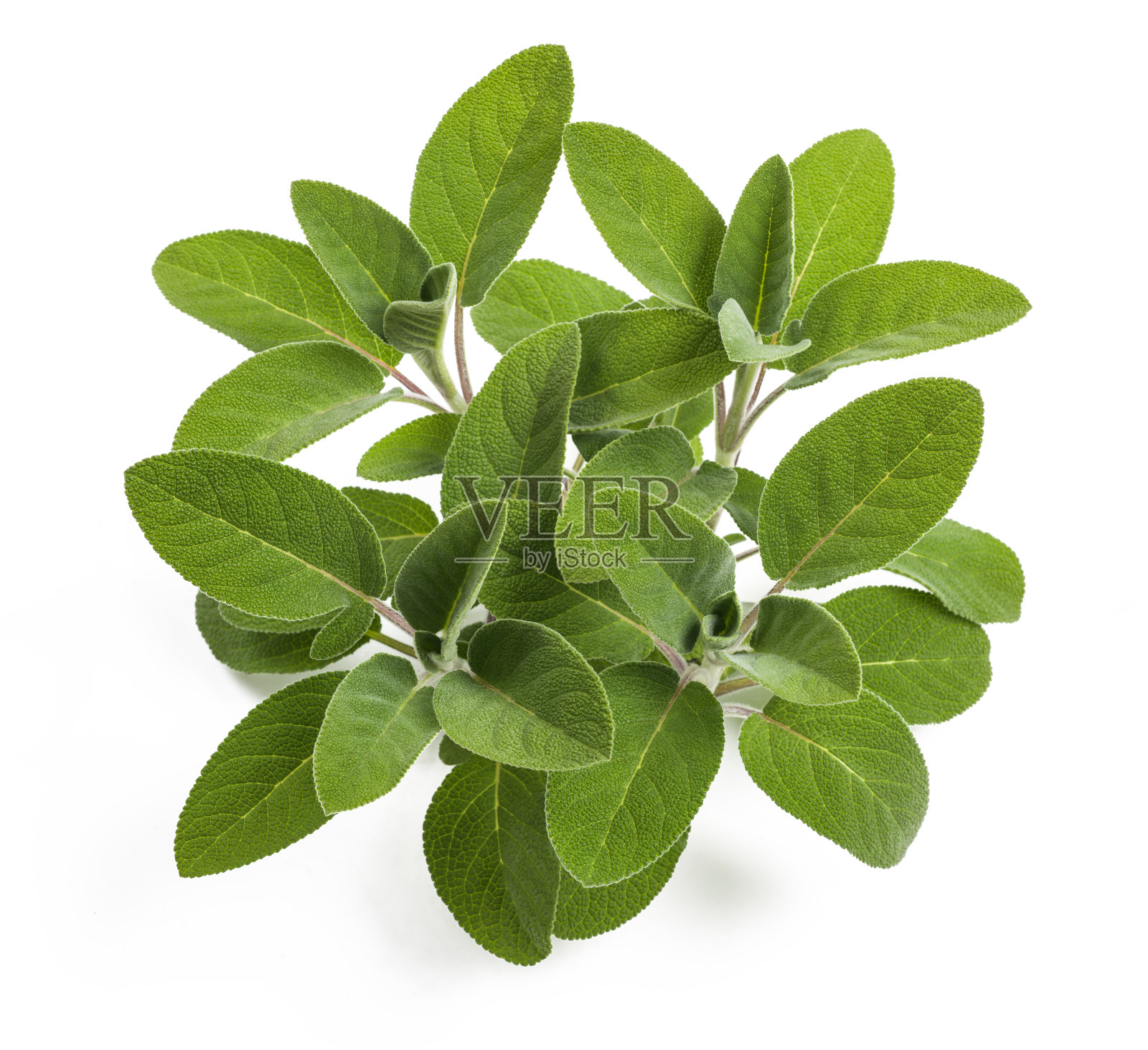 新鲜的鼠尾草植物照片摄影图片