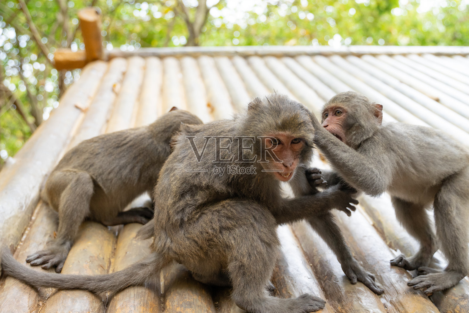 台湾高雄市寿山自然公园有两只台湾猕猴，也叫独眼猕猴。照片摄影图片