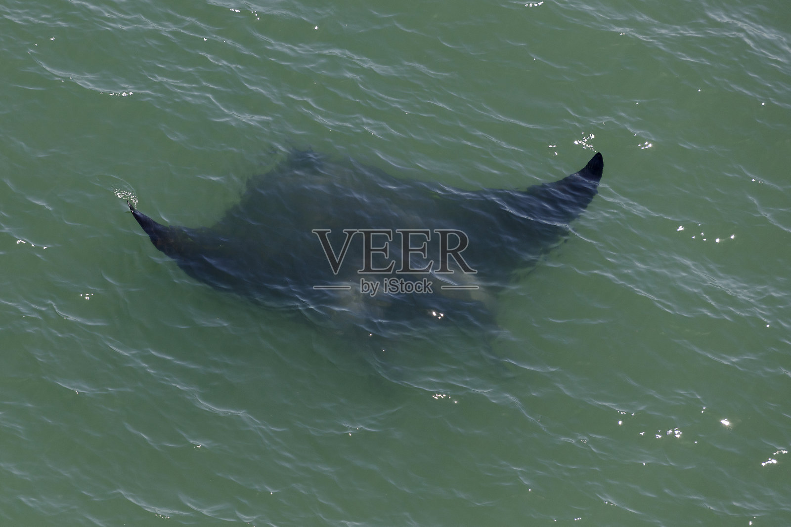 蝠鲼照片摄影图片