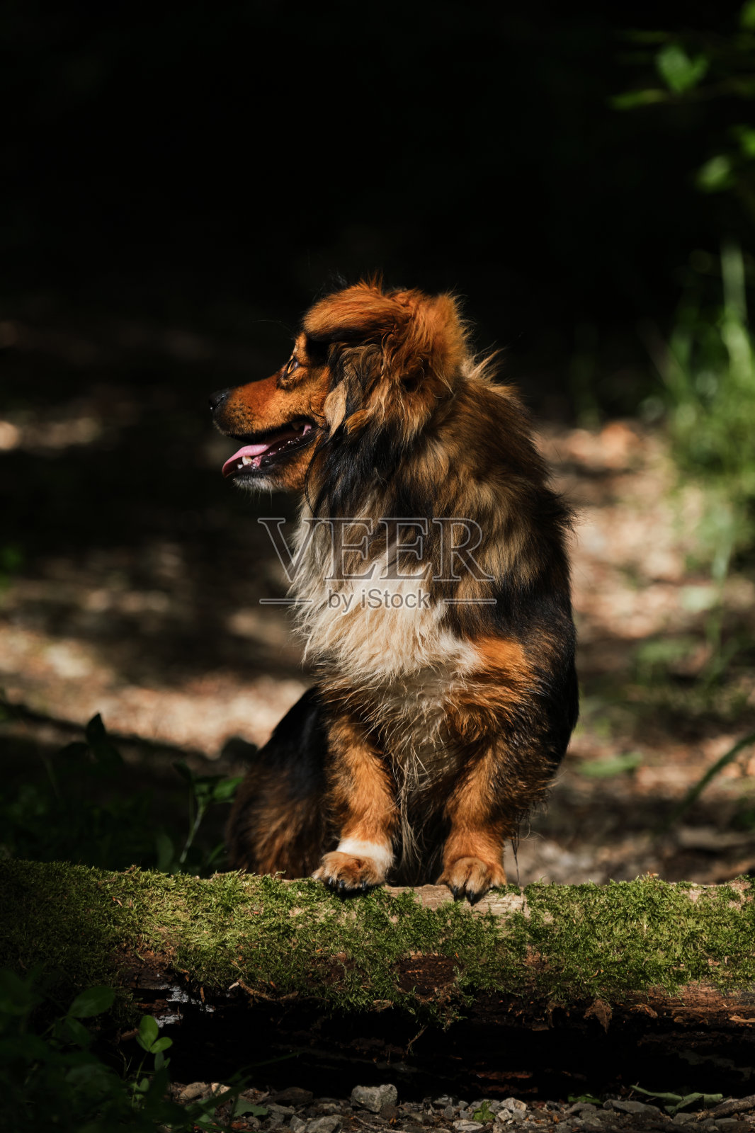一只杂种狗在长满绿色苔藓的倒下的树旁摆姿势。和宠物在公园里呼吸新鲜空气。棕色混血的小狗站在狭窄的森林小径上，爪子站在原木上。照片摄影图片