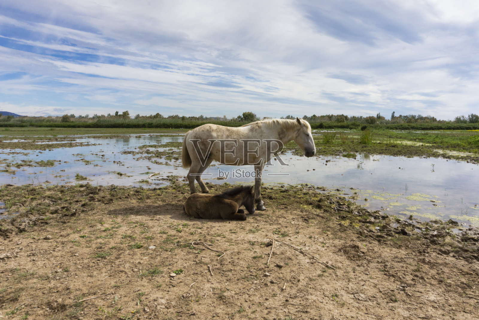 母马和她的小马驹在田野休息照片摄影图片