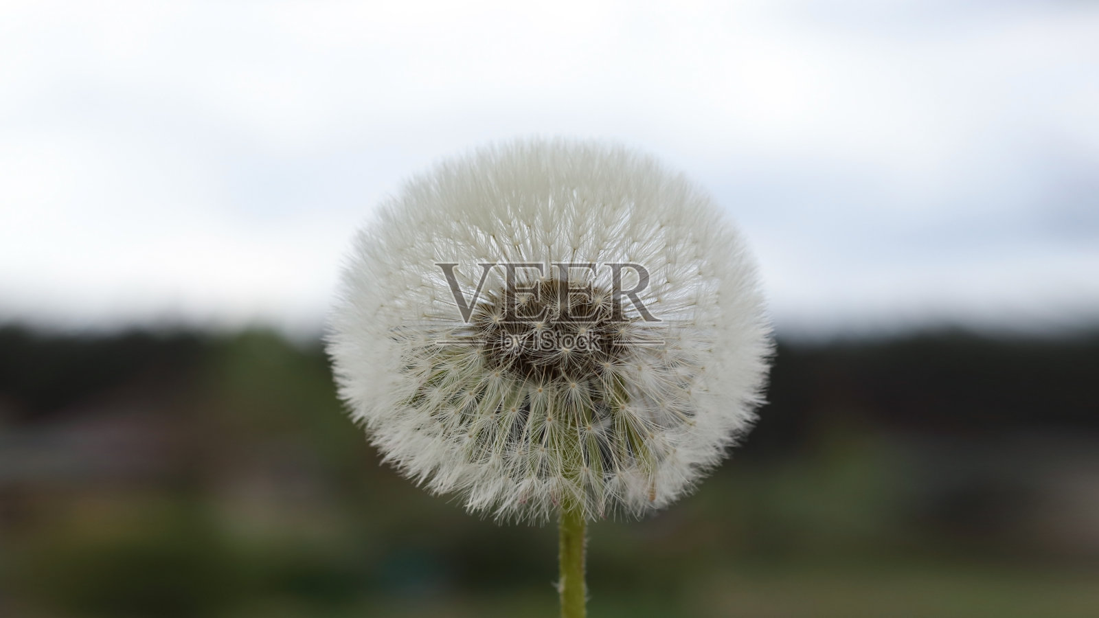 蒲公英特写。的背景图片。大自然。白色毛茸茸的蒲公英，自然的绿色模糊了春天的背景，选择性的聚焦。照片摄影图片