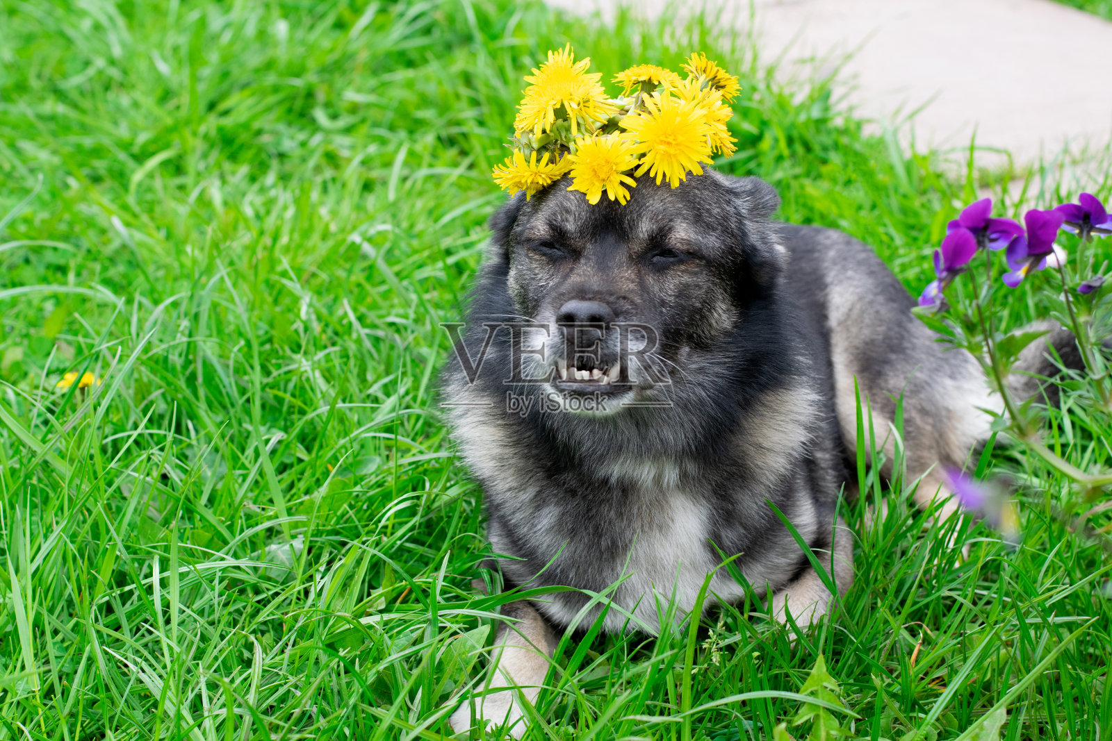 可爱的杂种狗戴着蒲公英花冠照片摄影图片