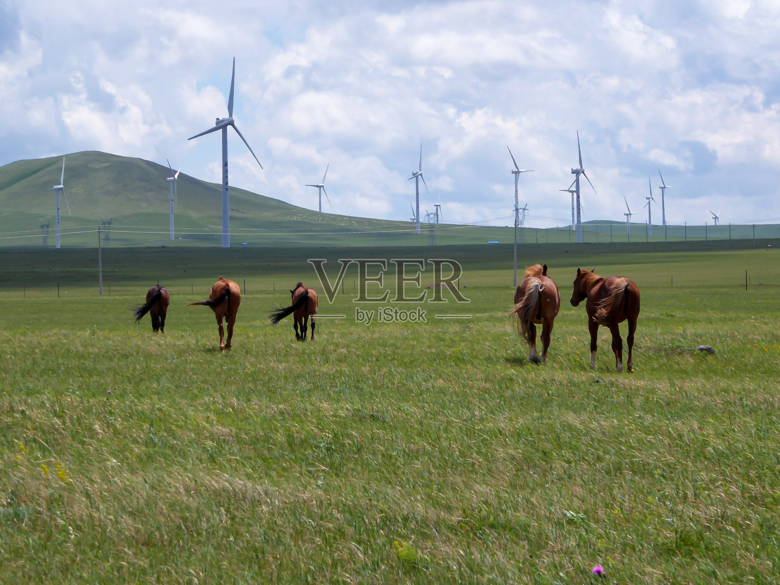 锡林浩特——听说在内蒙古锡林浩特一个巨大的牧场上，马在风力涡轮机下吃草。自然资源照片摄影图片