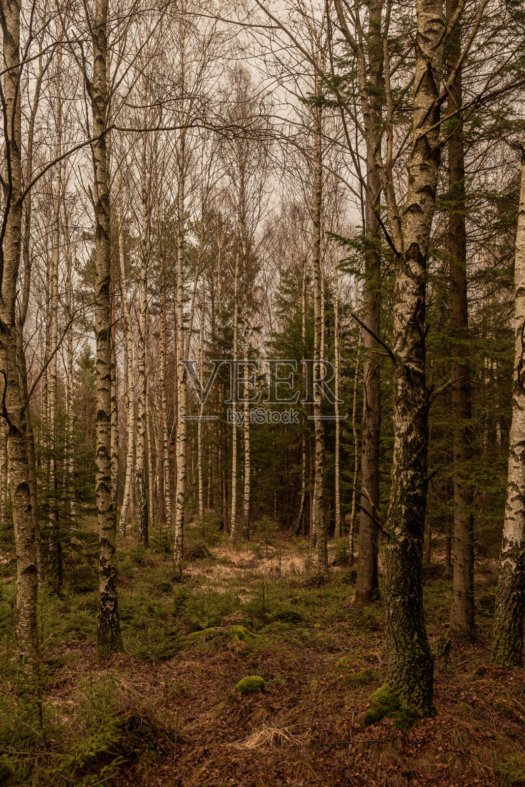 森林散步照片摄影图片