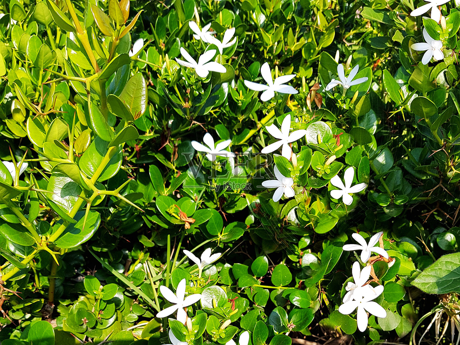 茉莉花照片摄影图片