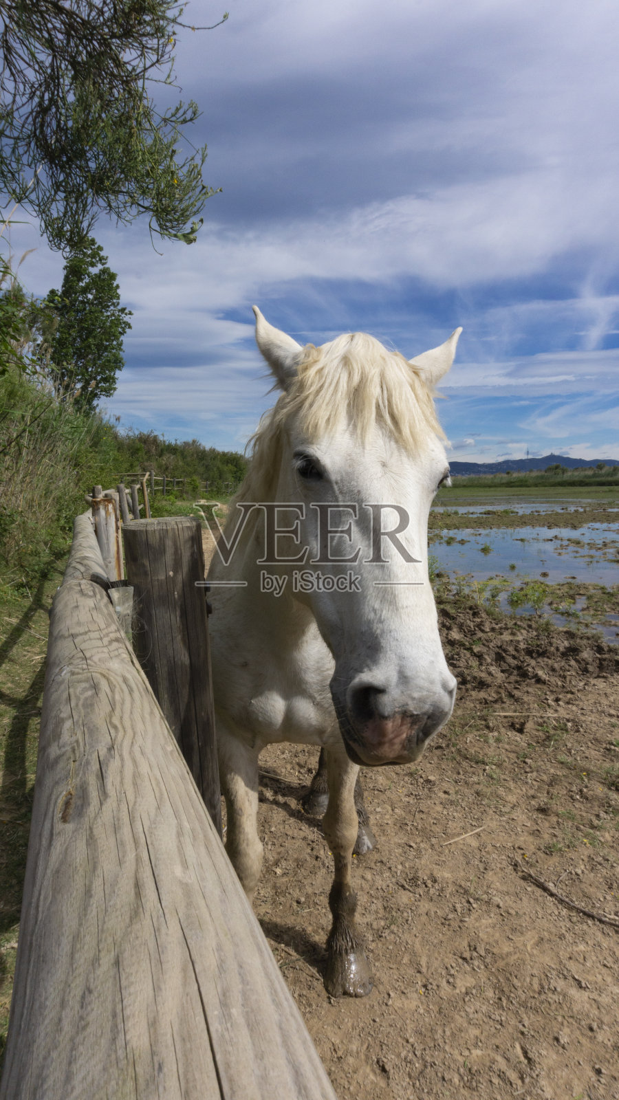 马在巴塞罗那的一块地里的篱笆后面休息。照片摄影图片