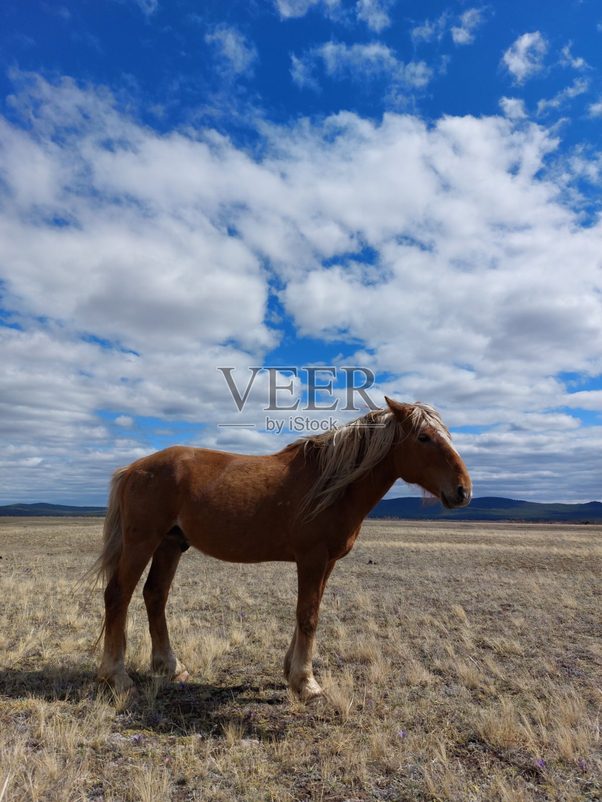 帕洛米诺马的侧面肖像在春天草地下多云的蓝天照片摄影图片