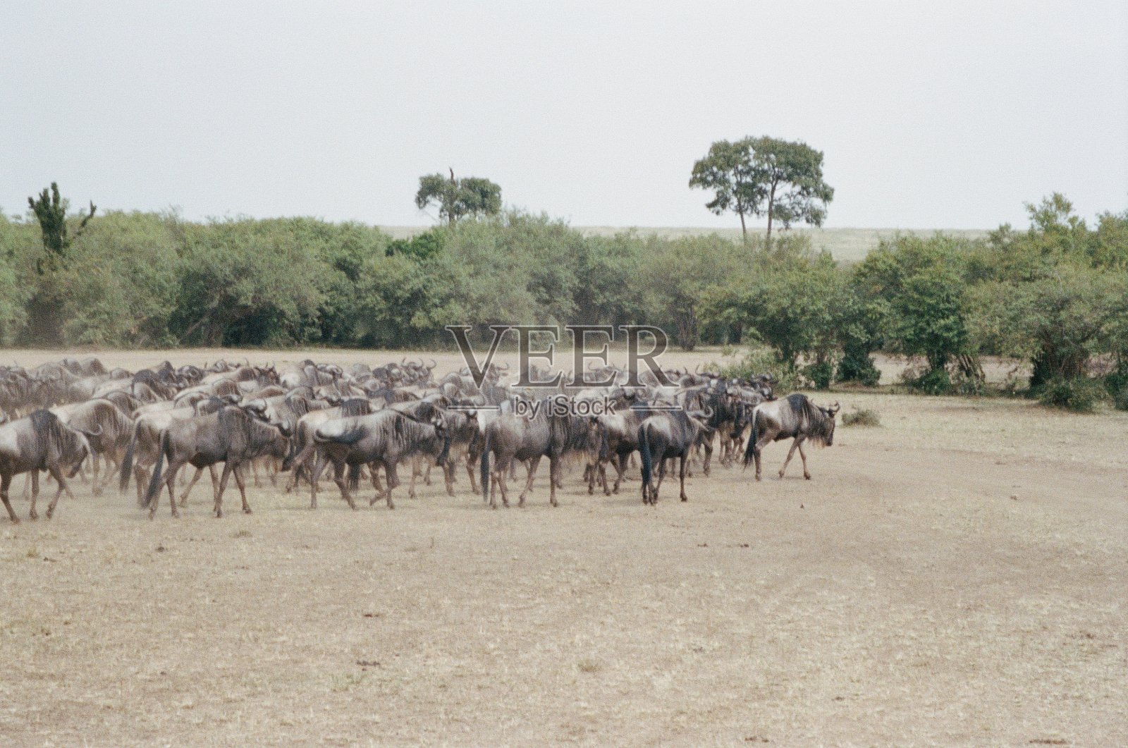 肯尼亚照片摄影图片