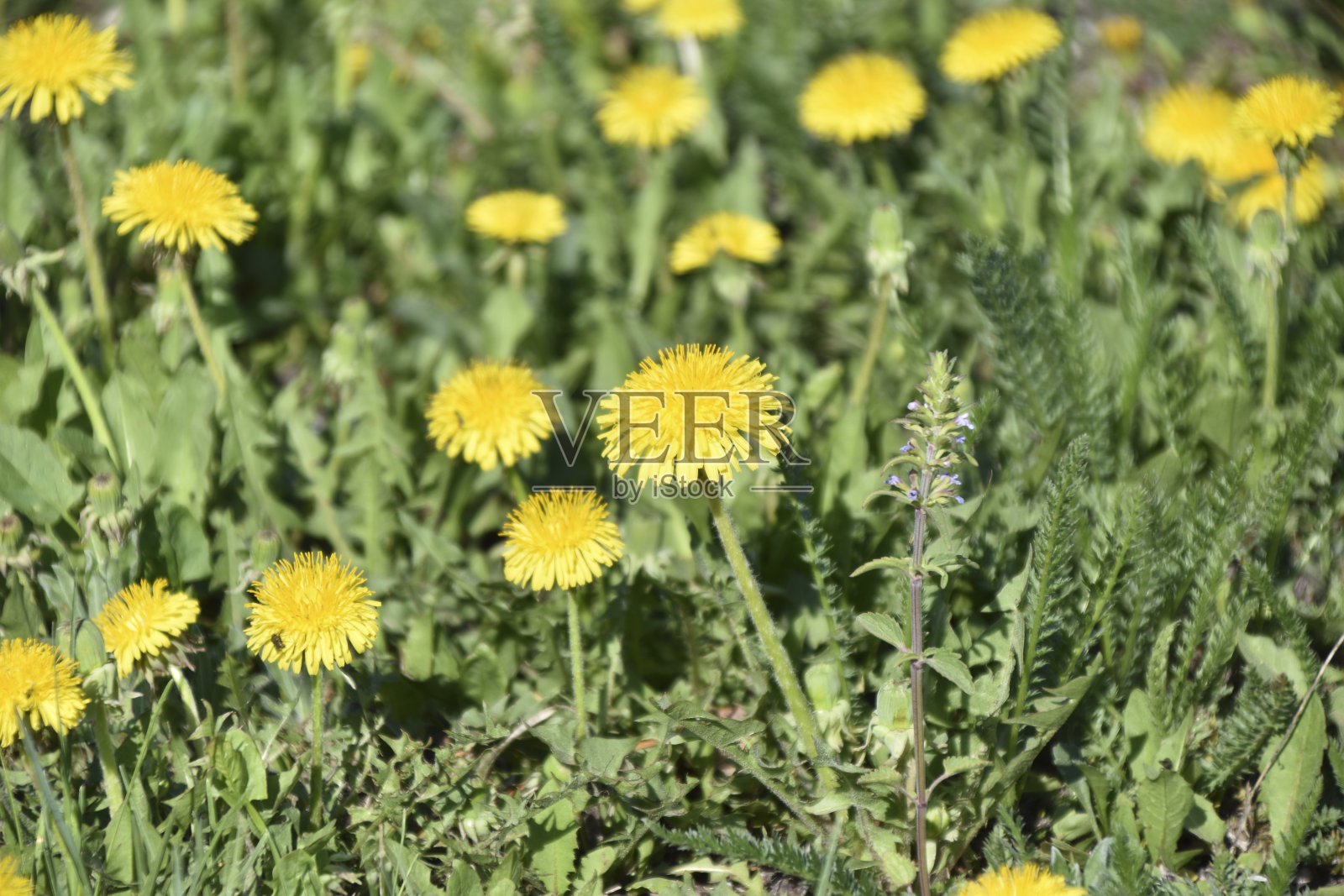 夏天蒲公英草地上黄色的花朵照片摄影图片