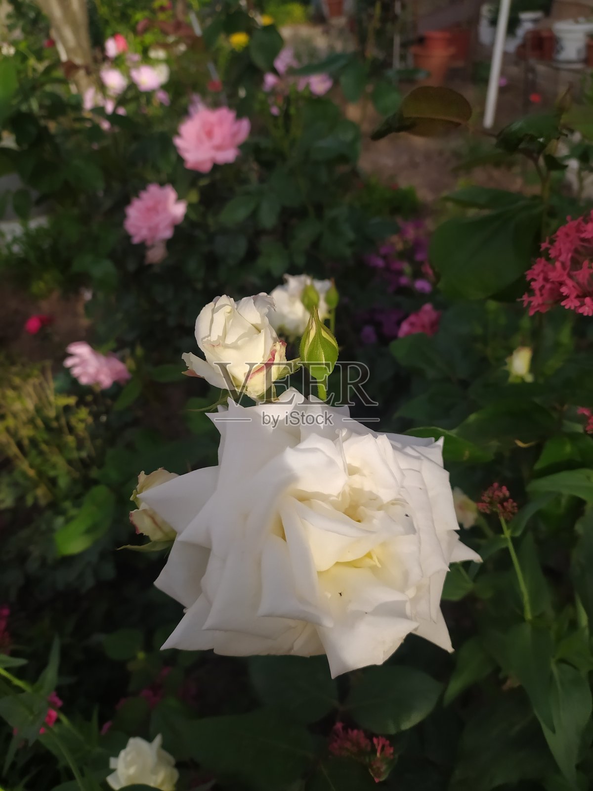 白玫瑰，红玫瑰，黄玫瑰，粉玫瑰和五颜六色的花。照片摄影图片