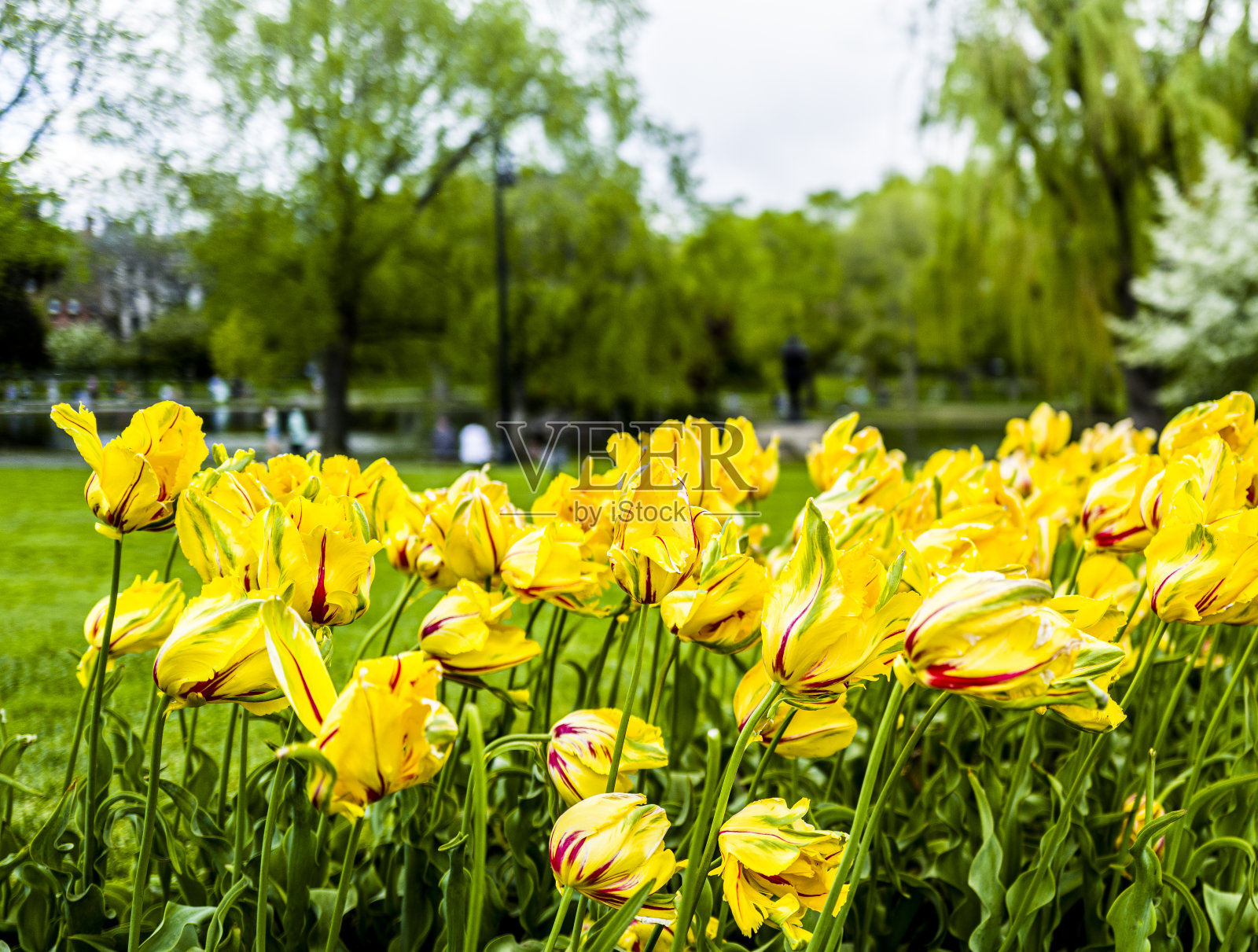 波士顿盛开的春花照片摄影图片