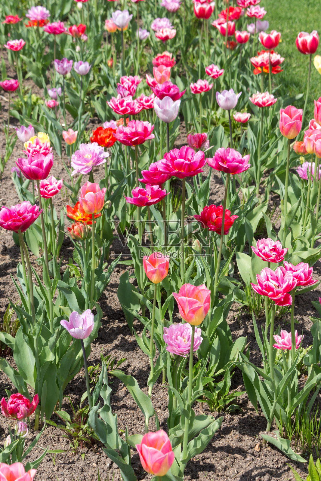明亮的郁金香，春天的日子。照片摄影图片