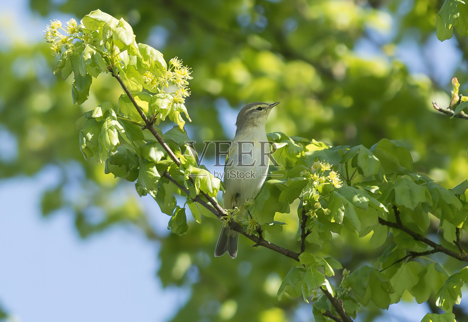 木莺(黄莺)照片摄影图片