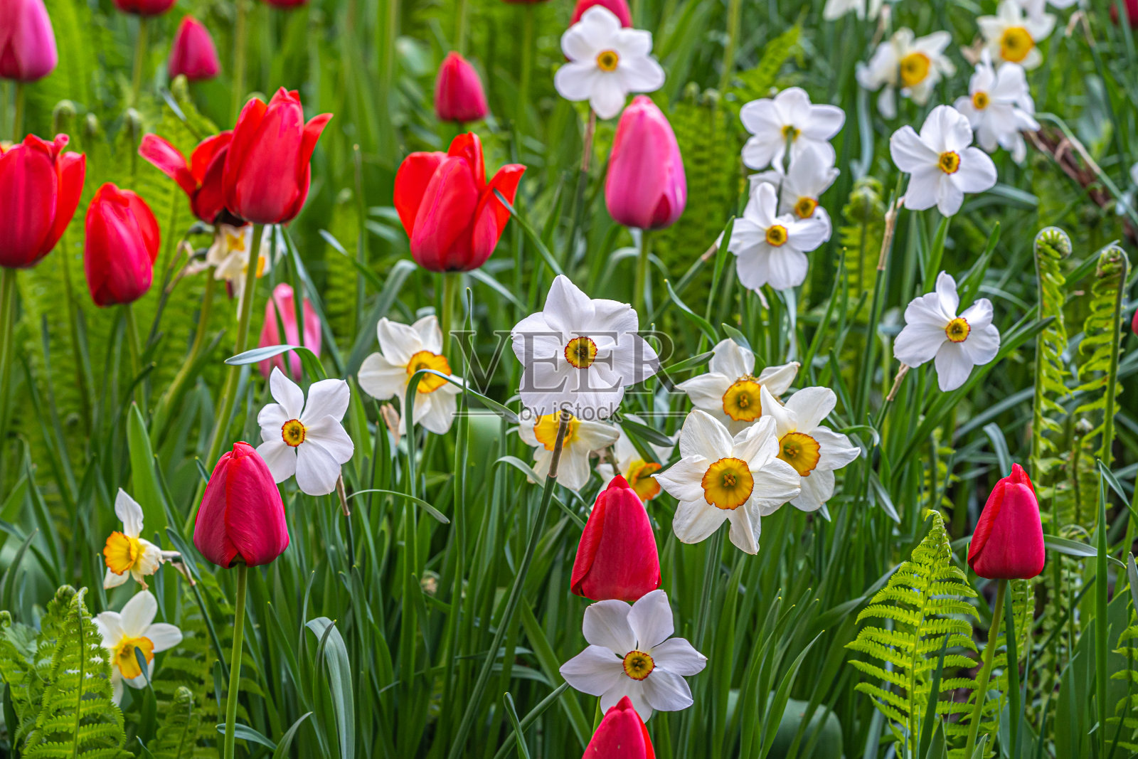 中央公园的莎士比亚花园照片摄影图片
