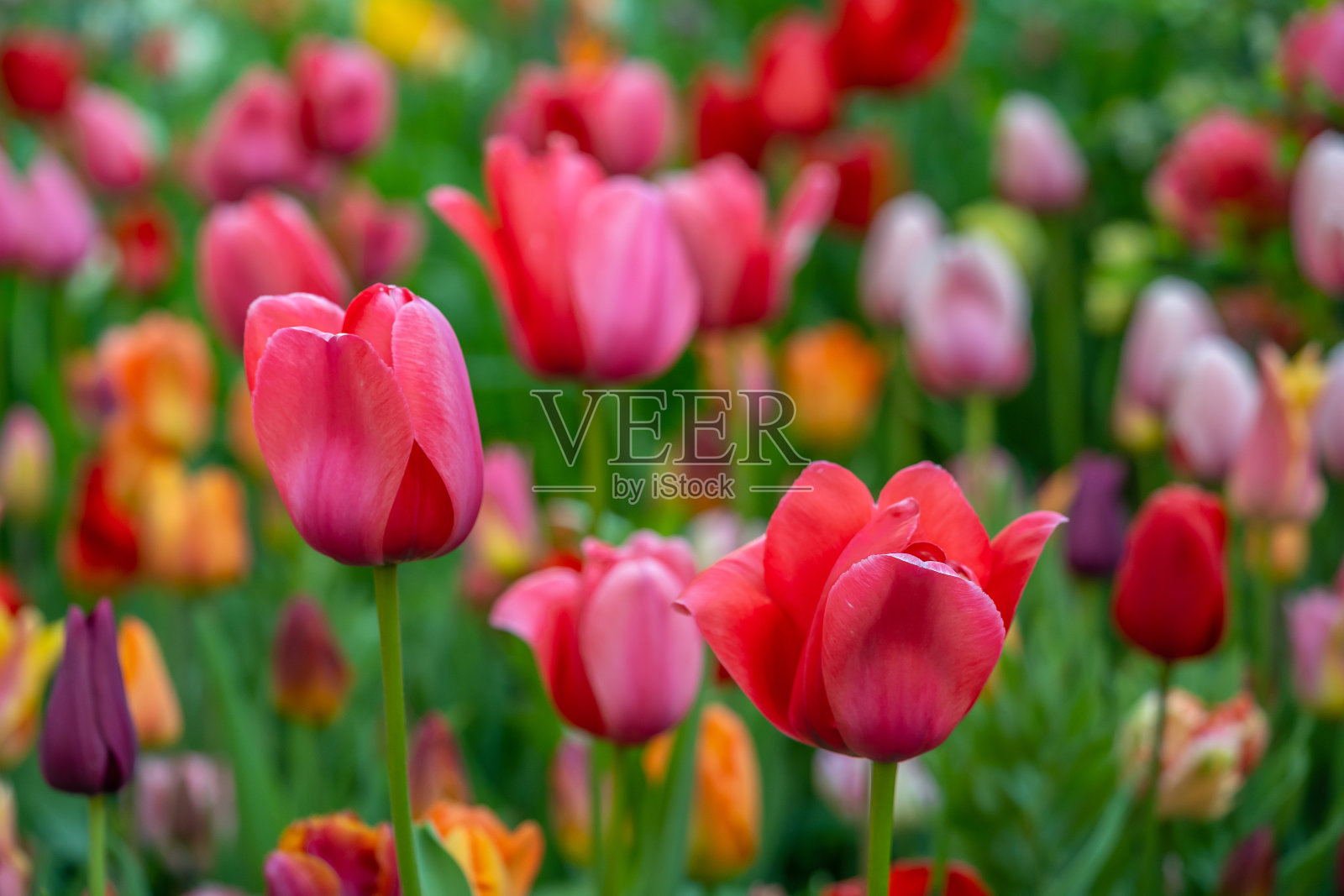 中央公园的莎士比亚花园照片摄影图片