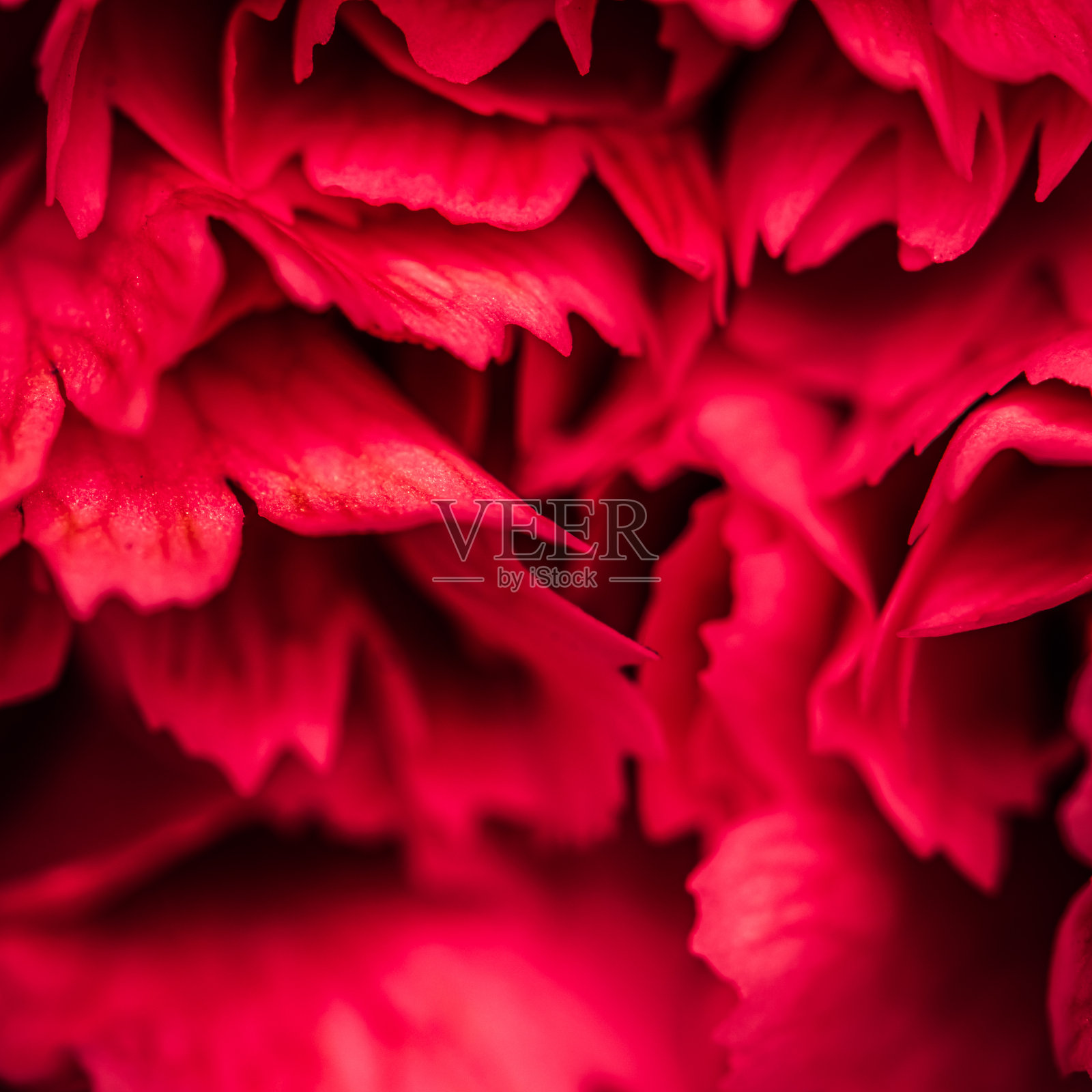 摘花背景，红色康乃馨花瓣。宏图花卉背景假日品牌设计照片摄影图片