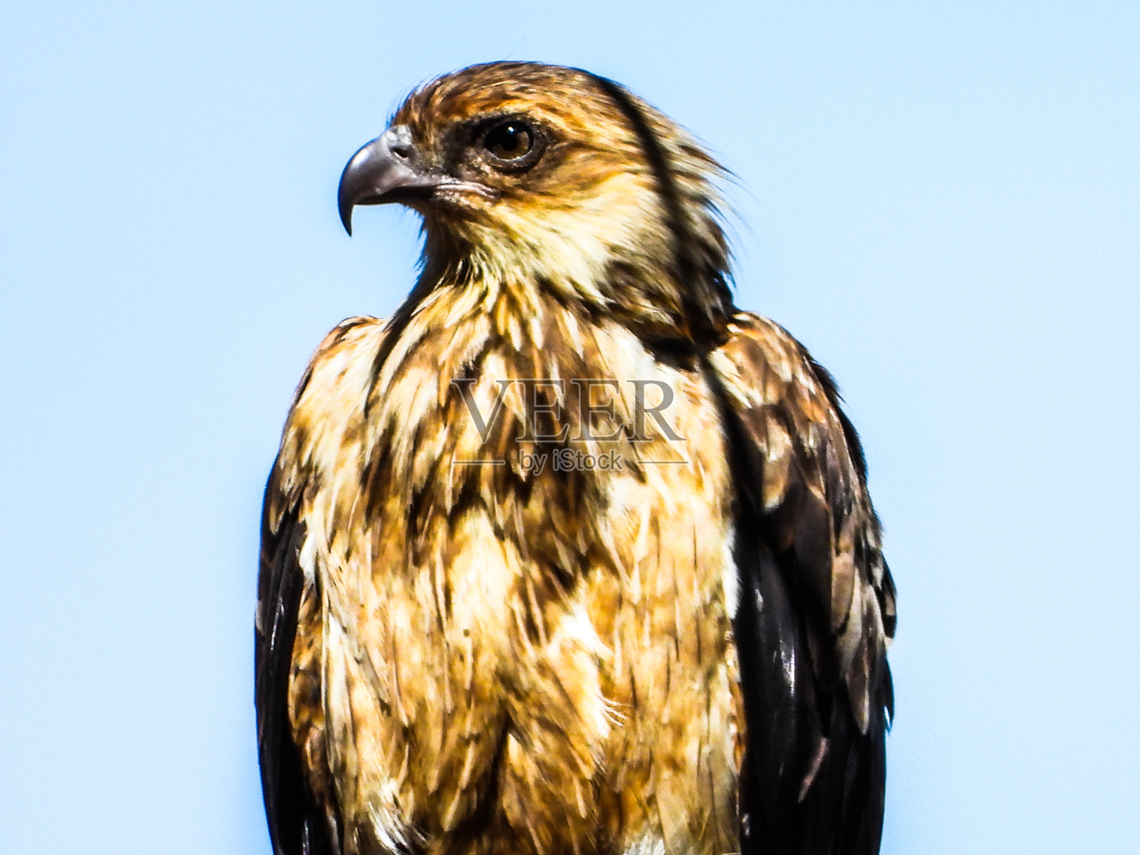 Barmah,维多利亚,澳大利亚照片摄影图片