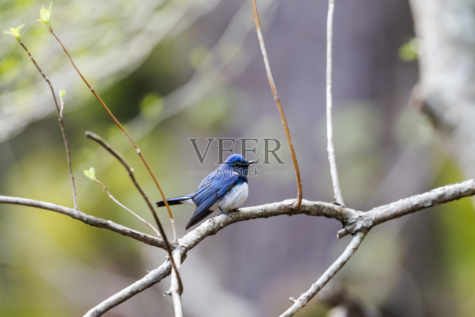 蓝白相间的捕蝇草照片摄影图片